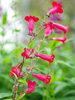 Penstemon 'Rich Ruby'